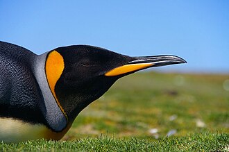 falkland islands penguins 49 falkland islands penguins 49