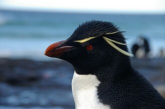 falkland islands penguins 70 falkland islands penguins 70