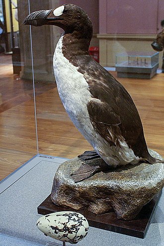 great auk (pinguinis impennis) specimen, kelvingrove, glasgow geograph.org.uk 1108249 great auk (pinguinis impennis) specimen, kelvingrove, glasgow geograph.org.uk 1108249