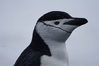 pygoscelis antarcticus head pygoscelis antarcticus head