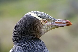 yellow eyed penguin 3 yellow eyed penguin 3