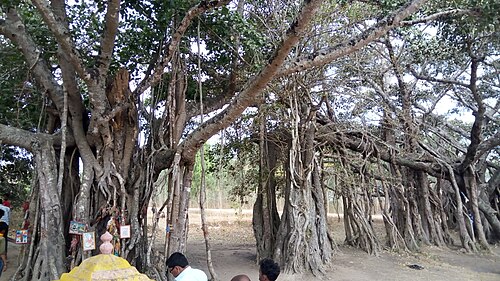 sangolli rayanna